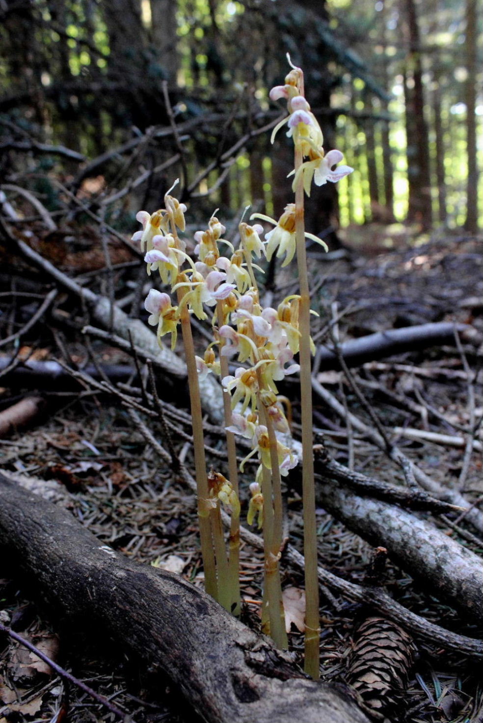 Epipogium aphyllum